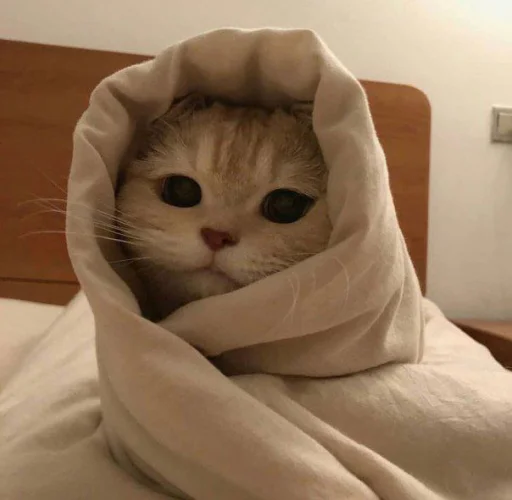 🫔 Стикер «cutecats 3» для Telegram