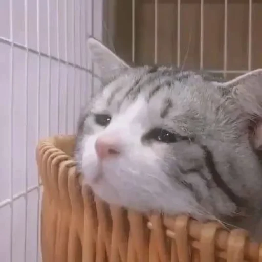 😞 Стикер «cutecats 3» для Telegram