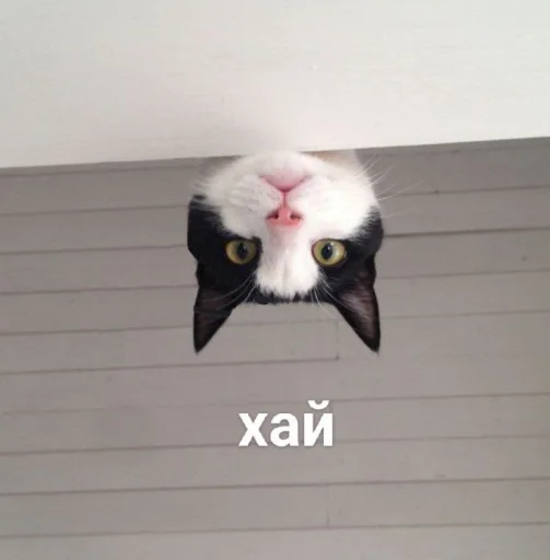 🙃 Стикер «cutecats 3» для Telegram