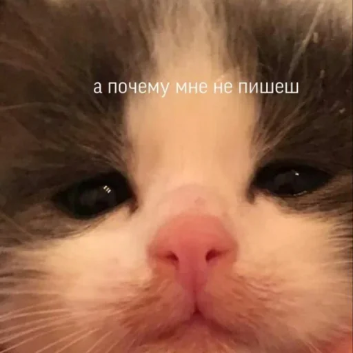 💔 Стикер «cutecats 3» для Telegram