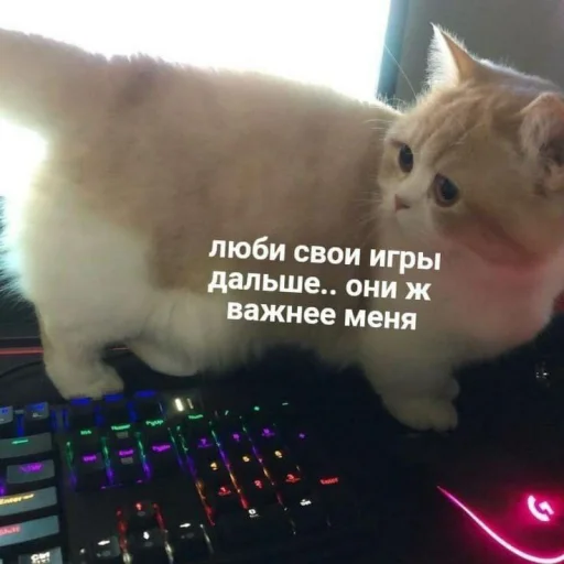 ⌨ Стикер «cutecats 3» для Telegram