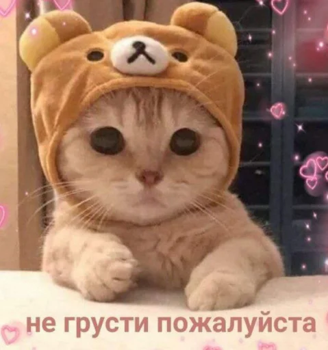 🥺 Стикер «cutecats 3» для Telegram