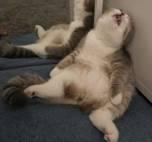 😫 Стикер «cutecats 3» для Telegram
