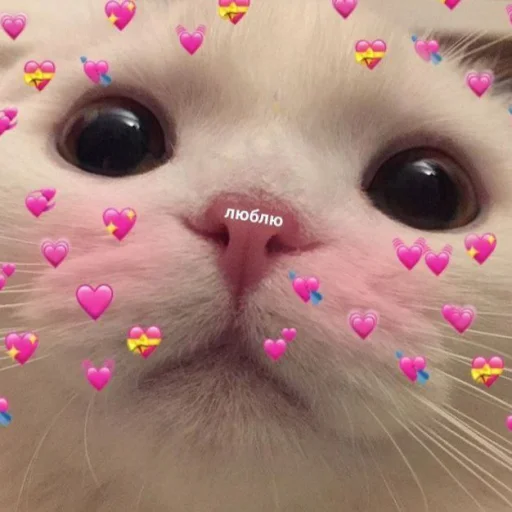 💖 Стикер «cutecats 3» для Telegram