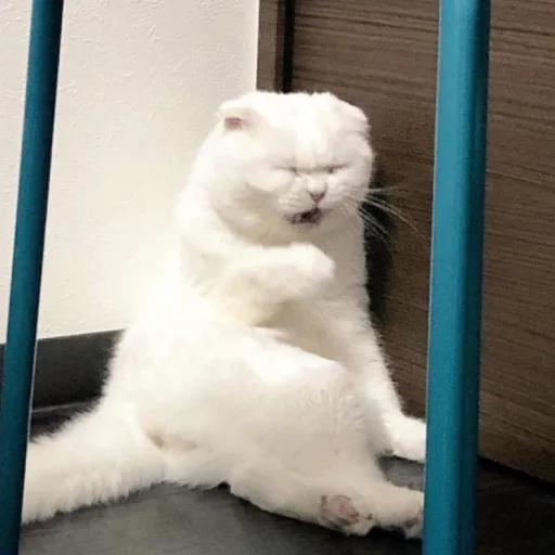 😫 Стикер «cutecats 3» для Telegram