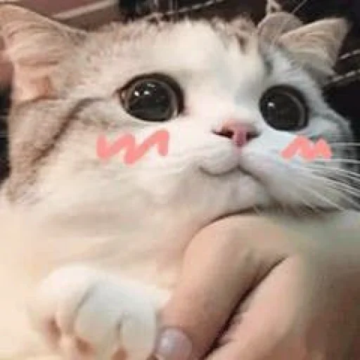 🌚 Стикер «cutecats 3» для Telegram