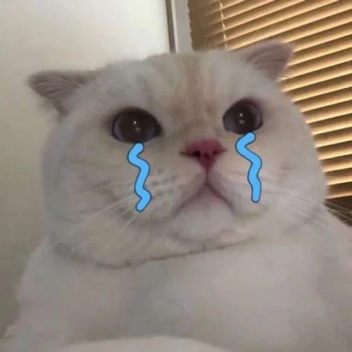 Стикерпак cutecats 3 для Telegram