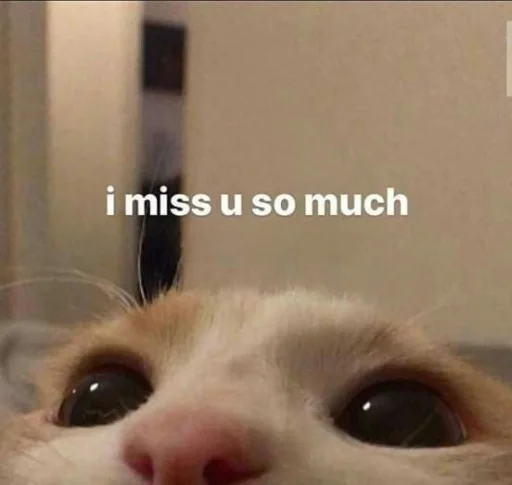 😶 Стикер «cutecats 3» для Telegram