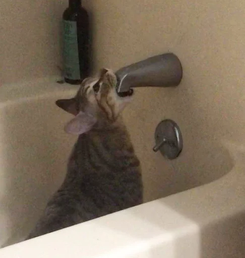 🚰 Стикер «cutecats 3» для Telegram