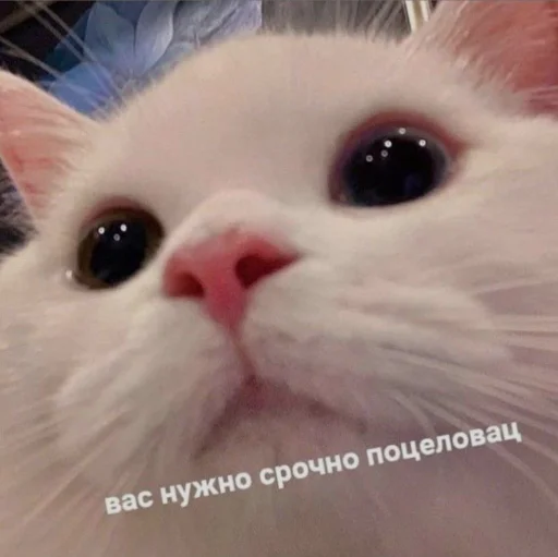 😶 Стикер «cutecats 3» для Telegram