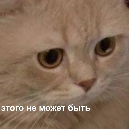 😶 Стикер «cutecats 3» для Telegram