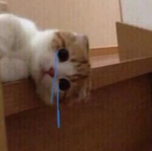 😿 Стикер «cutecats 3» для Telegram