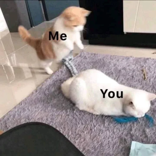💞 Стикер «cutecats 3» для Telegram