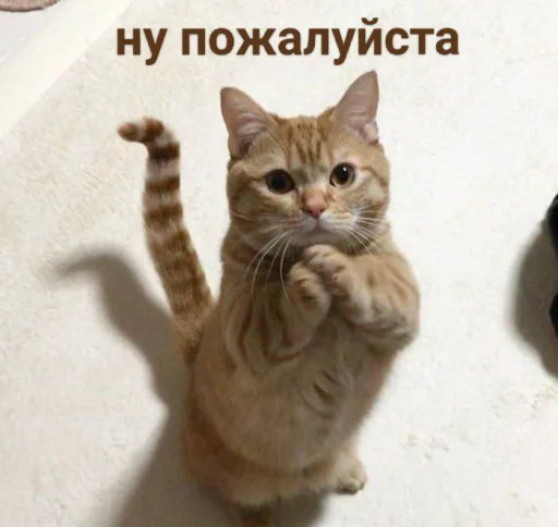 🙏 Стикер «cutecats 3» для Telegram