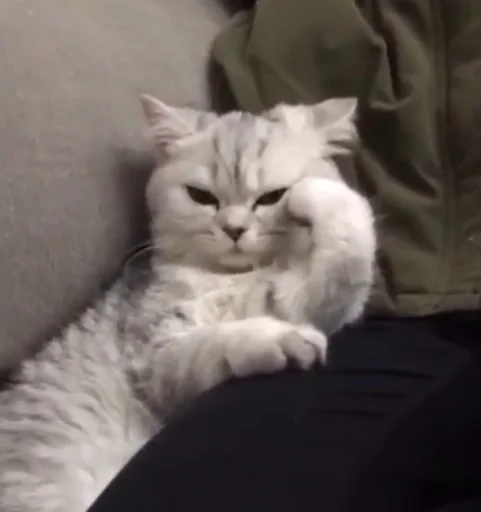 😒 Стикер «cutecats 3» для Telegram