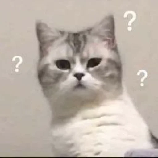 ❔ Стикер «cutecats 3» для Telegram