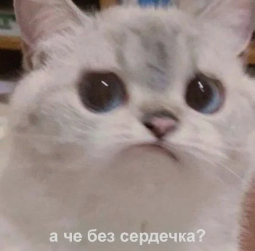 😕 Стикер «cutecats 3» для Telegram