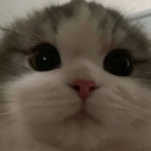 😐 Стикер «cutecats 3» для Telegram