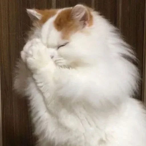 🙏 Стикер «cutecats 3» для Telegram