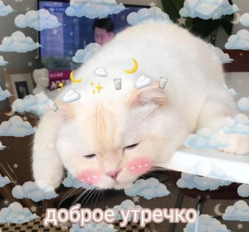 🌞 Стикер «cutecats 3» для Telegram