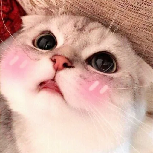 😻 Стикер «cutecats 3» для Telegram