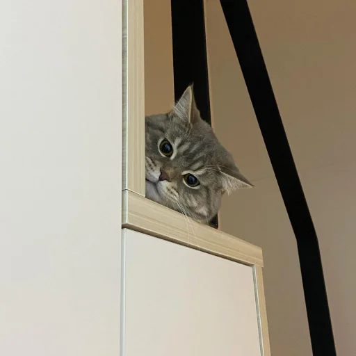 👀 Стикер «cutecats 3» для Telegram