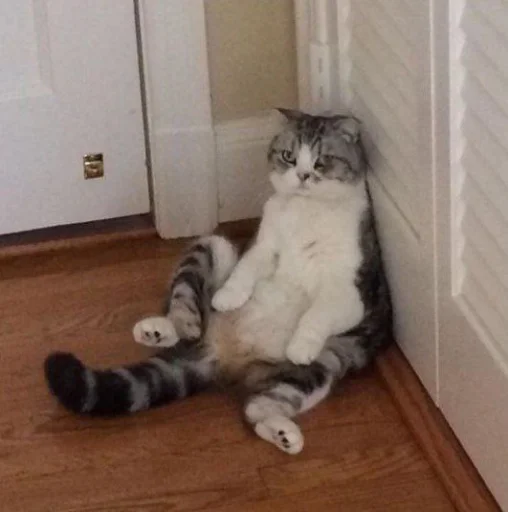 😕 Стикер «cutecats 3» для Telegram