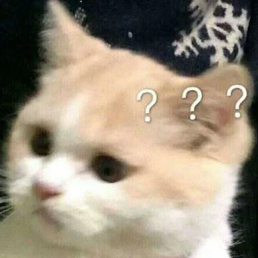 ❔ Стикер «cutecats 3» для Telegram