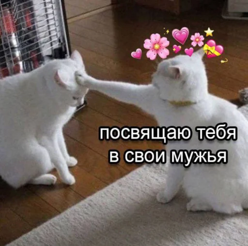 💗 Стикер «cutecats 3» для Telegram