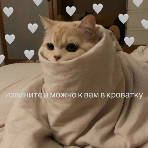 🤍 Стикер «cutecats 3» для Telegram