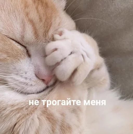 🤦 Стикер «cutecats 3» для Telegram