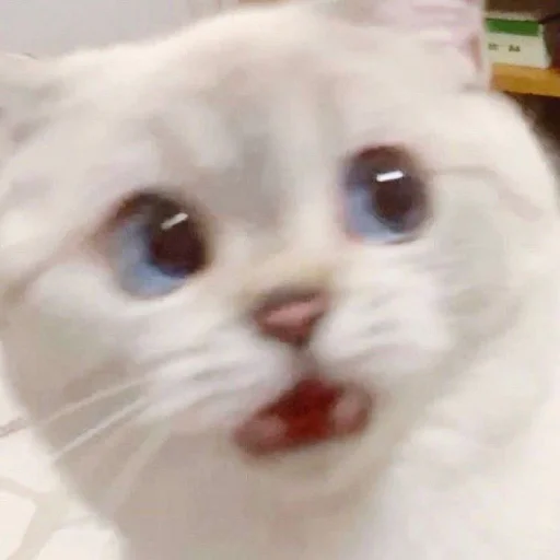 😰 Стикер «cutecats 3» для Telegram