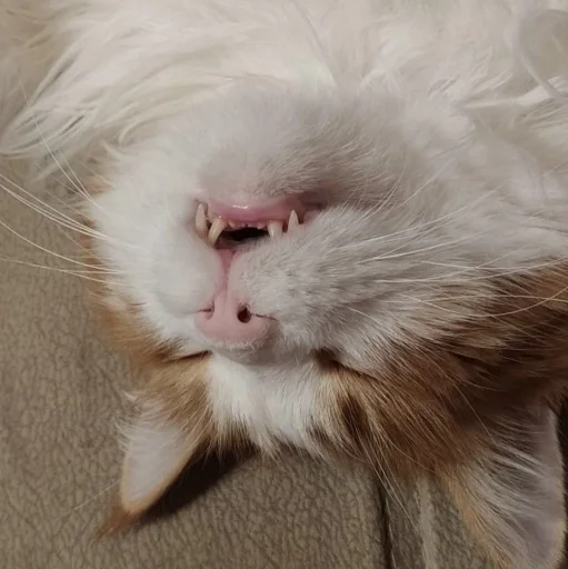 😵 Стикер «cutecats 3» для Telegram