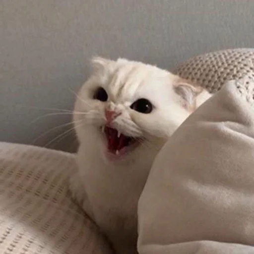 🤬 Стикер «cutecats 3» для Telegram