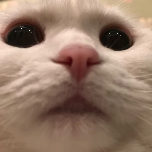 😶 Стикер «cutecats 3» для Telegram