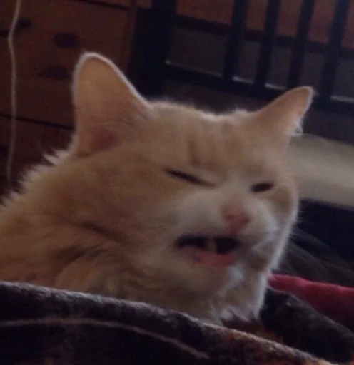 🤮 Стикер «cutecats 3» для Telegram