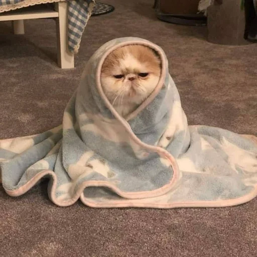 😞 Стикер «cutecats 3» для Telegram