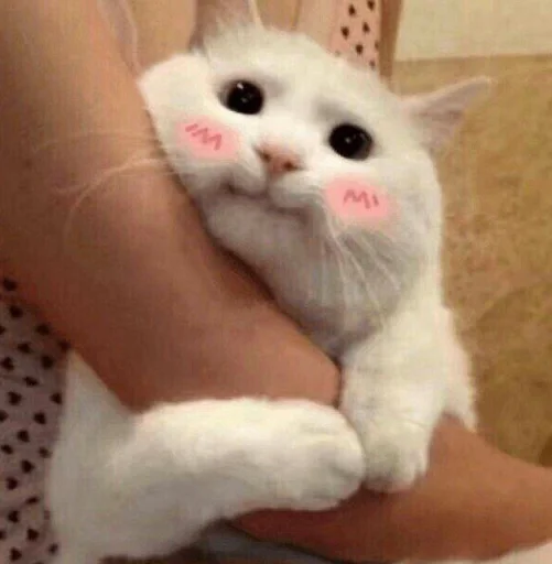 🥰 Стикер «cutecats 3» для Telegram