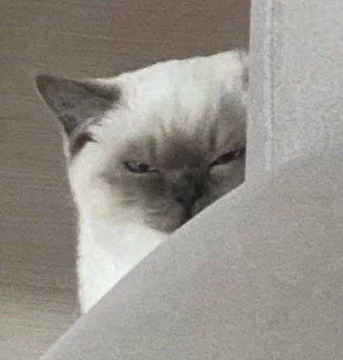 😑 Стикер «cutecats 3» для Telegram