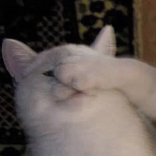 🤦 Стикер «cutecats 3» для Telegram