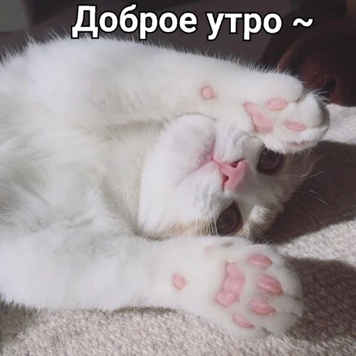 🙆‍♀ Стикер «ᴥ» для Telegram