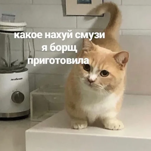 🥘 Стикер «ᴥ» для Telegram