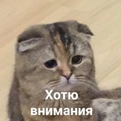🥺 Стикер «ᴥ» для Telegram
