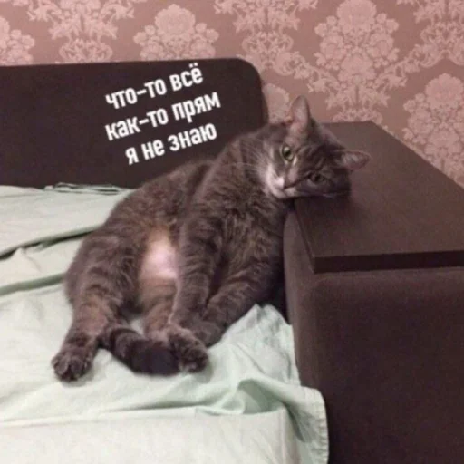 😕 Стикер «ᴥ» для Telegram