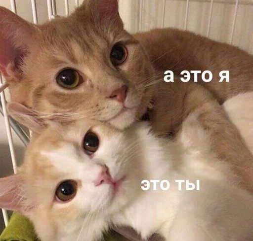 ❤️ Стикер «ᴥ» для Telegram