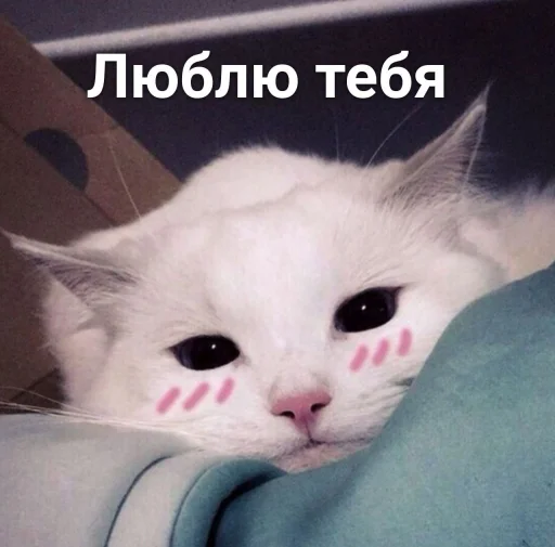🥰 Стикер «ᴥ» для Telegram
