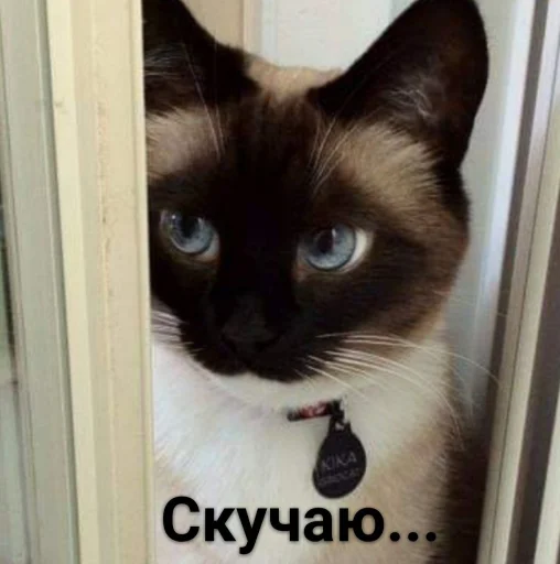 🥺 Стикер «ᴥ» для Telegram
