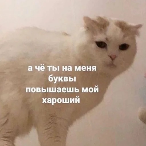 🤨 Стикер «ᴥ» для Telegram