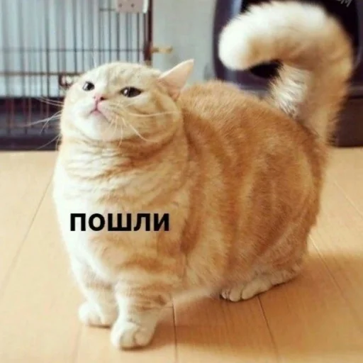 😋 Стикер «ᴥ» для Telegram