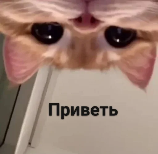 Стикерпак ᴥ для Telegram